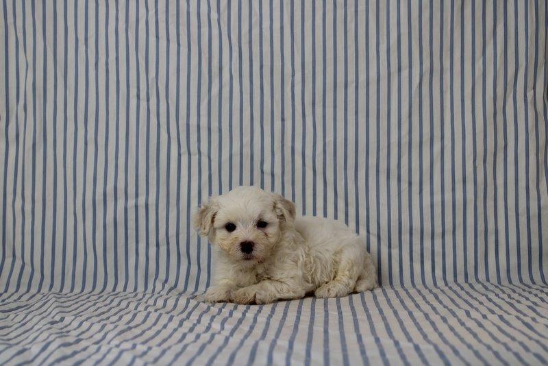 puppy, for, sale, Maltipoo, Matthew B. Stoltzfus, dog, breeder, Gap, PA, dog-breeder, puppy-for-sale, forsale, nearby, find, puppyfind, locator, puppylocator, aca